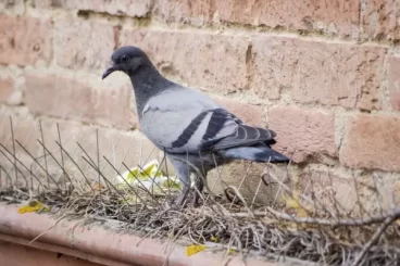 شركة مكافحة طيور بالرياض