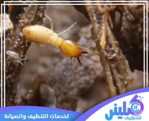 شركة مكافحة النمل الابيض بالرياض