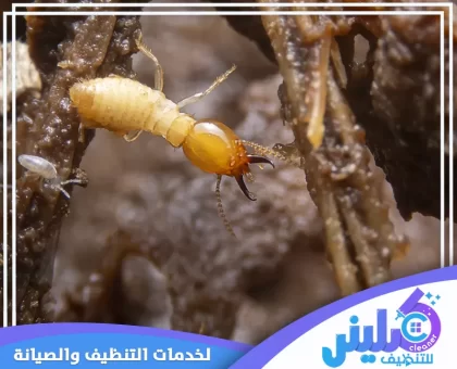 شركة مكافحة النمل الابيض بالرياض