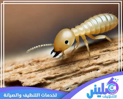 افضل شركة مكافحة النمل الابيض بالرياض افضل شركة مكافحة النمل الابيض بالرياض