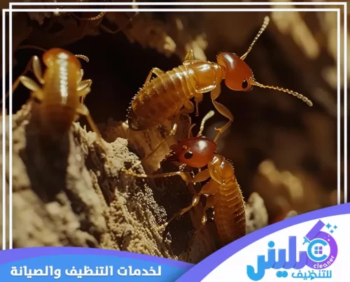 مكافحة النمل الابيض الارضة بالرياض مكافحة النمل الابيض الارضة بالرياض