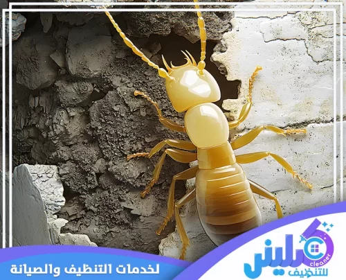 مكافحة النمل الابيض في المنزل بالرياض مكافحة النمل الابيض في المنزل بالرياض