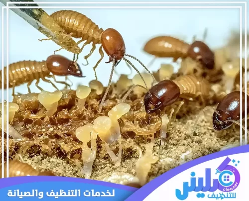 شركة رش النمل الابيض بالرياض شركة رش النمل الابيض بالرياض