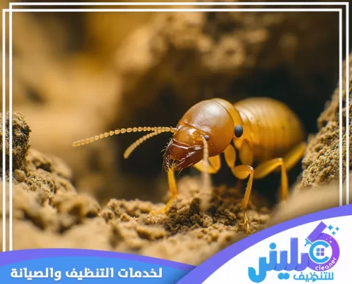 اسعار شركة مكافحة النمل الابيض بالرياض اسعار شركة مكافحة النمل الابيض بالرياض