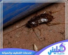 شركة مكافحة الصراصير بالرياض