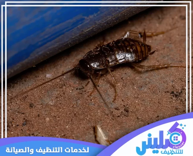 شركة مكافحة الصراصير بالرياض