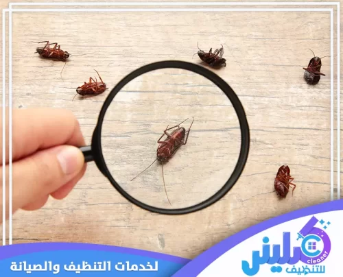افضل شركة مكافحة الصراصير بالرياض افضل شركة مكافحة الصراصير بالرياض