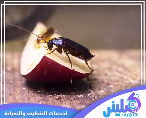 مكافحة صراصير المطبخ بالرياض مكافحة صراصير المطبخ بالرياض