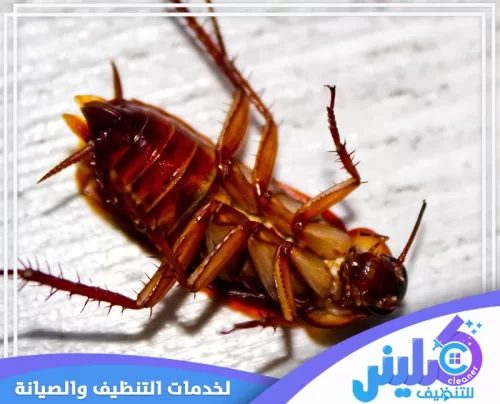مكافحة الصراصير في المجاري بالرياض مكافحة الصراصير في المجاري بالرياض