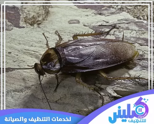 شركة رش صراصير بالرياض شركة رش صراصير بالرياض
