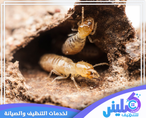 شركة مكافحة النمل الابيض بجدة