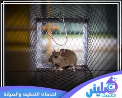 شركة مكافحة الفئران بجدة