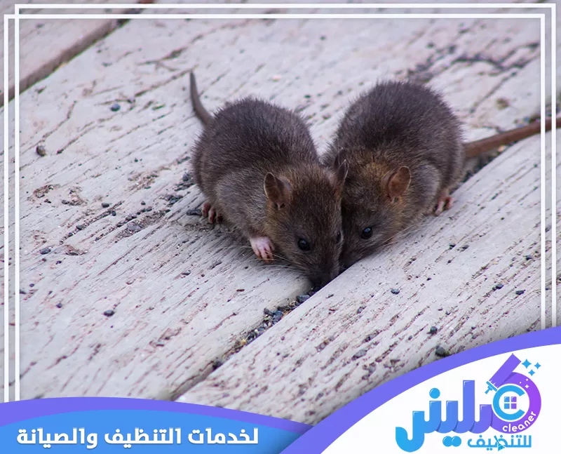 شركة مكافحة الفئران بجدة معتمدة 0500892799 كلينر للتنظيف فأران صغيران على سطح خشبي يبحثان عن الطعام، مع شركة كلينر للتنظيف.
