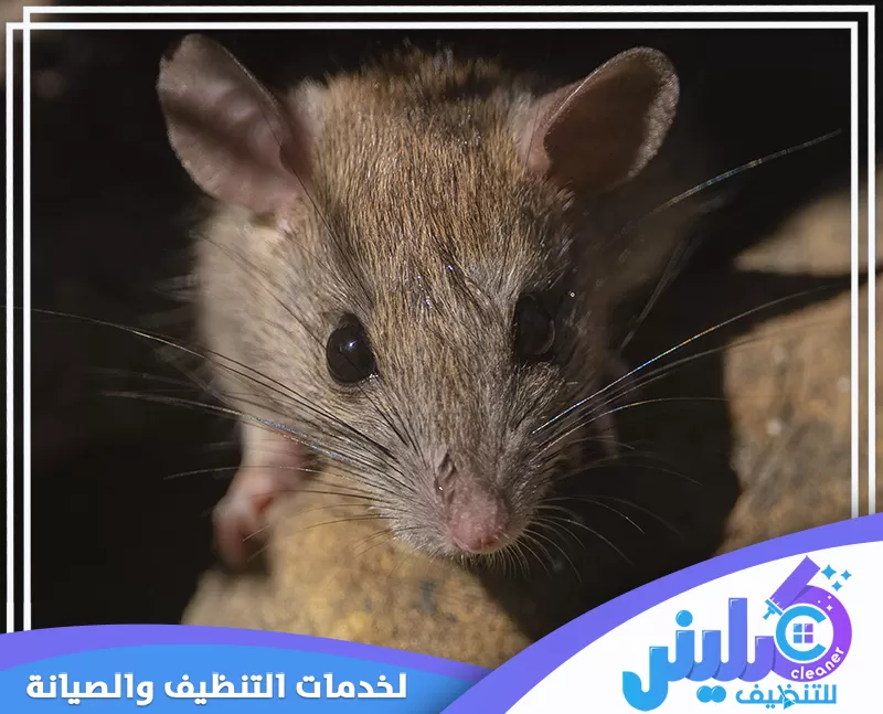 شركة إبادة الفئران بجدة 0500892799 كلينر للتنظيف خدمة سريعة وآمنة لإبادة الفئران وحماية منزلك من الأضرار والأمراض الناجمة عنها.