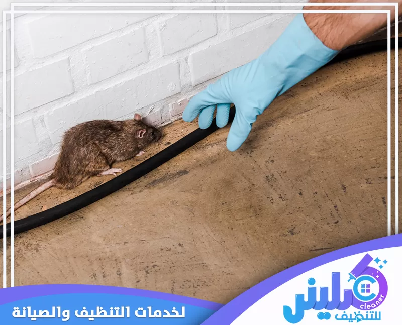 شركات مكافحة الفئران بجدة 0500892799 كلينر للتنظيف يقوم الفني بمسك الفأر وصيد الفئران بأفضل المبيدات لضمان بيئة آمنة ونظيفة لمنزلك.