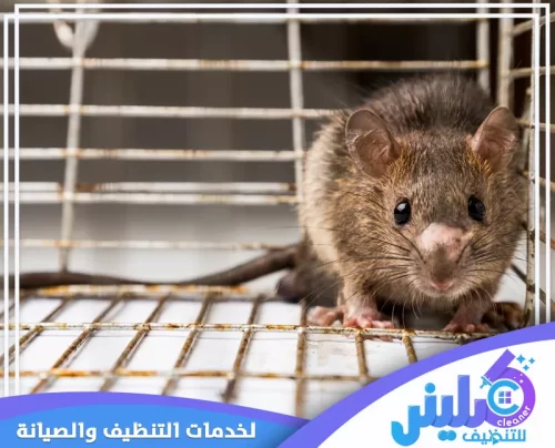 شركة مكافحة الفئران شمال الرياض 0500892799 كلينر للتنظيف فحص أماكن انتشار الفئران قبل بدء عملية المكافحة الاحترافية