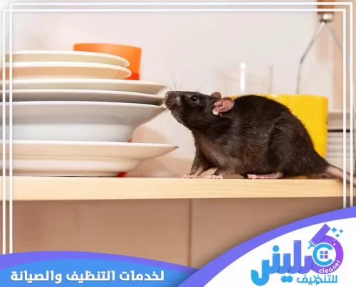 مكافحة فئران المجاري بالرياض 0500892799 كلينر للتنظيف تطبيق مبيدات معتمدة لمكافحة الفئران داخل المنازل بالدمام