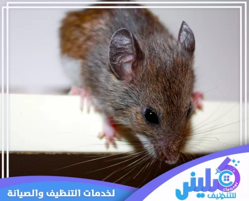 طارد الفئران بالرياض 0500892799 كلينر للتنظيف سد فتحات دخول الفئران كجزء من أعمال المكافحة الوقائية بالدمام