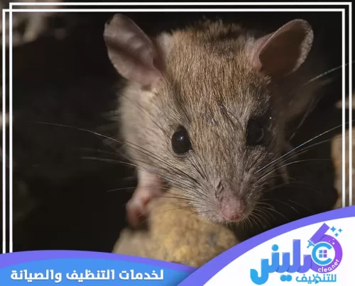 شركة صيد الفئران بالرياض 0500892799 كلينر للتنظيف استخدام مصائد حديثة ضمن خدمات شركة مكافحة الفئران بالرياض بالدمام