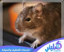 شركة مكافحة الفئران بالرياض