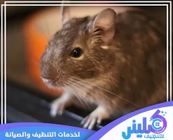شركة مكافحة الفئران بالرياض