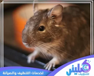 شركة مكافحة الفئران بالرياض