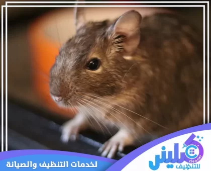 شركة مكافحة الفئران بالرياض