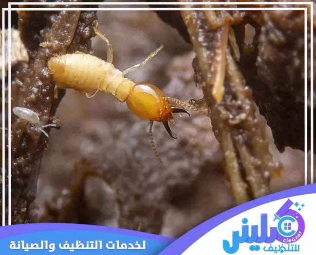 شركة مكافحة النمل الابيض بالمدينة المنورة