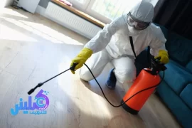 شركة مكافحة النمل الابيض بجدة