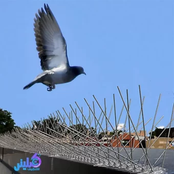 شركة مكافحة الحمام بالمدينة المنورة خصم 30%