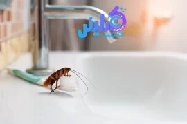 شركة مكافحة الصراصير بمكة خصم 35%