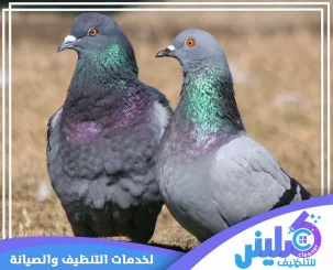 شركة تركيب طارد حمام بالجبيل
