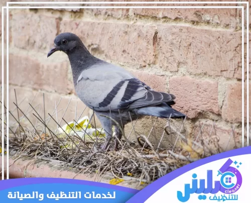 شركة تركيب طارد حمام بابها 0500892799 شركة طارد للحمام ابها إزالة أعشاش الحمام المتراكمة بجانب الجدران ثم تأمين الموقع بتركيب نظام طارد فعال يمنع عودة الطيور.