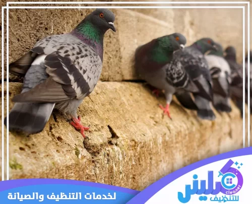 تركيب طارد حمام بالجبيل 0500892799 شركة كلينر يتجمع الحمام على الحواف الحجرية مسببًا تراكم الفضلات وتشويه المنظر، ما يتطلب تركيب طارد محترف.