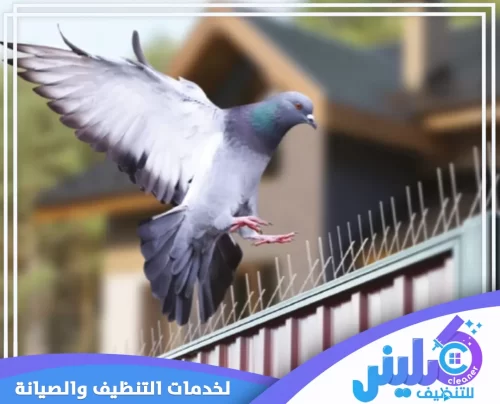 شركة تركيب شوك حمام بمكة 0500892799 كلينر للتنظيف تغطية كاملة للمساحات الواسعة بأفضل أنواع الطارد لمنع تعشيش الحمام