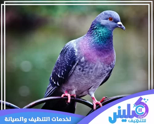 تركيب طارد حمام بالجبيل 0500892799 شركة كلينر توضح الصورة ضرورة حماية الزوايا والمنحنيات الحديدية بالجبيل عبر تركيب طارد مرن يناسب الأشكال.