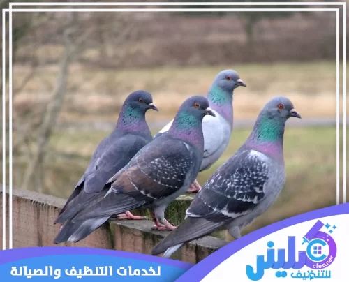 تركيب طارد حمام بالجبيل 0500892799 شركة كلينر تجمع الحمام يسبب الروائح الكريهة والحشرات، مما يستدعي تركيب طارد حمام بالجبيل لضمان النظافة.