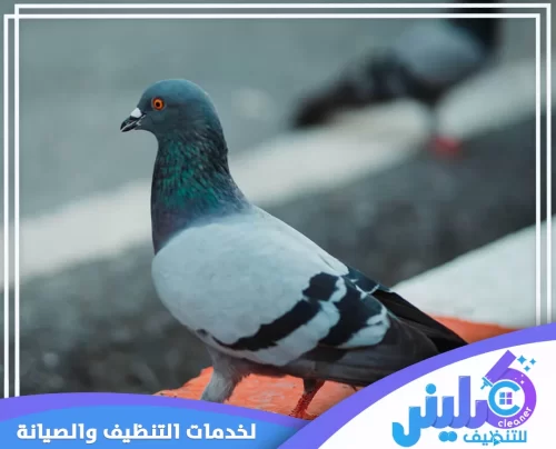 شركة تركيب طارد حمام بالخرج 0500892799 تركيب طارد حمام خدمات طرد الحمام الفعّالة لحماية منزلك من الحمام، مع تقنيات حديثة لضمان الأمان والنظافة.