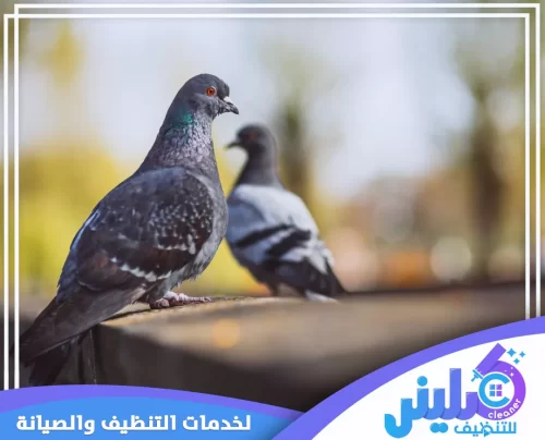 شركة تركيب طارد حمام بالخرج 0500892799 طارد الحمام من الشبابيك حلول فعّالة لطرد الحمام باستخدام جهاز متطور، لحماية الممتلكات من تلوث الحمام والنظافة بأعلى كفاءة.