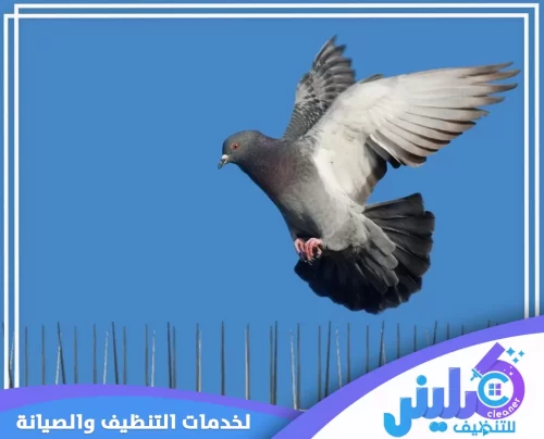 تركيب طارد حمام بتبوك 0500892799 شركة كلينر تركيب طارد حمام مبتكر لضمان عدم تواجد الطيور وحماية الممتلكات بشكل فعال وآمن