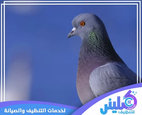 شركة تركيب طارد حمام بالخرج 0500892799 تركيب شبك طارد حماية منزلك من الطيور المزعجة باستخدام خدمات شركة تركيب طارد حمام بالخرج المتكاملة والآمنة.